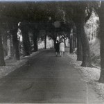 Viale alberato interno